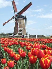 Photo:  windmills in Holland